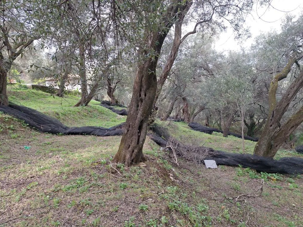 οικόπεδο προς πώληση 2300 τ.μ Κέρκυρα Νομός Κέρκυρας