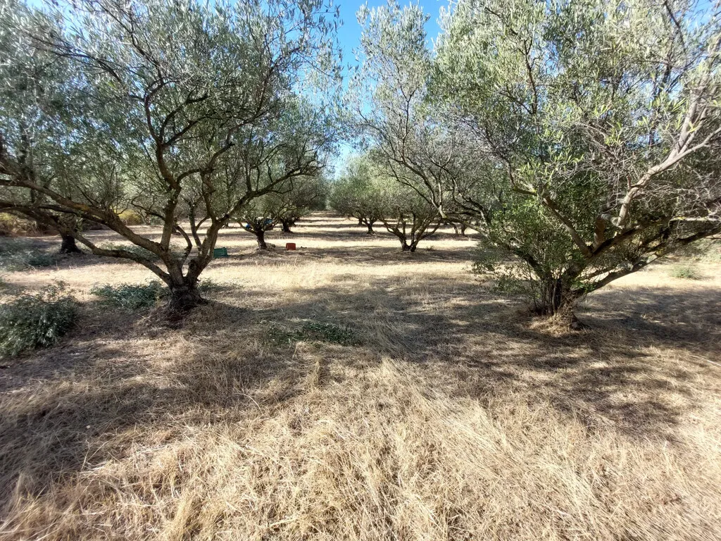 οικόπεδο προς πώληση 3500 τ.μ Βασιλικά Προάστια Θεσσαλονίκης