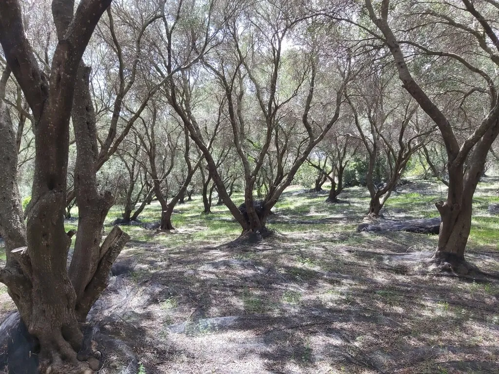 οικόπεδο προς πώληση 8000 τ.μ Κέρκυρα Νομός Κέρκυρας