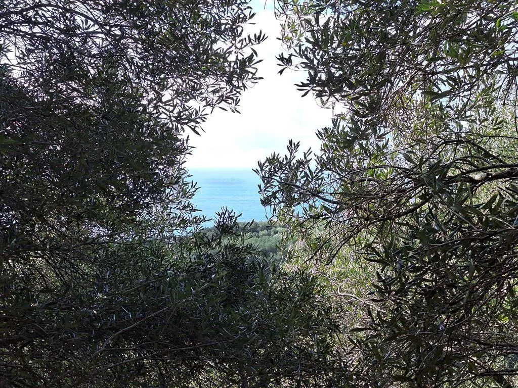 οικόπεδο προς πώληση 5565 τ.μ Κέρκυρα Νομός Κέρκυρας