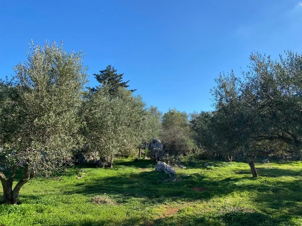 οικόπεδο προς πώληση 20000 τ.μ Βάμος Νομός Χανίων