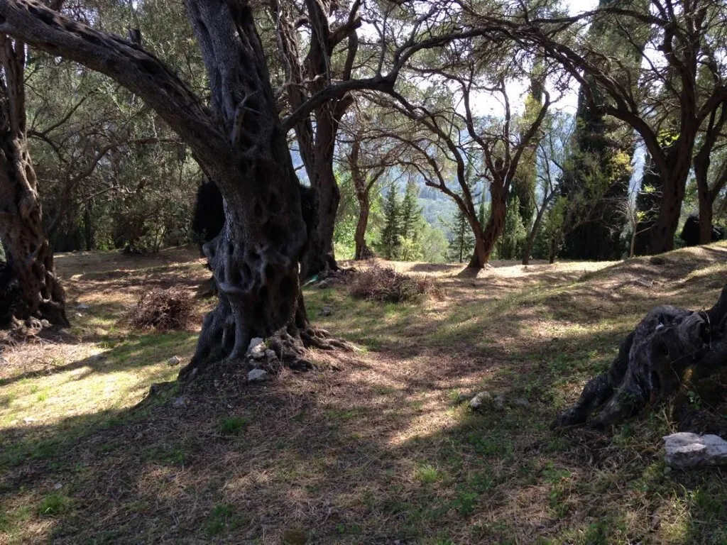 οικόπεδο προς πώληση 6000 τ.μ Κέρκυρα Νομός Κέρκυρας