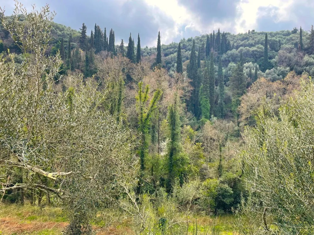 οικόπεδο προς πώληση 91445 τ.μ Κέρκυρα Νομός Κέρκυρας