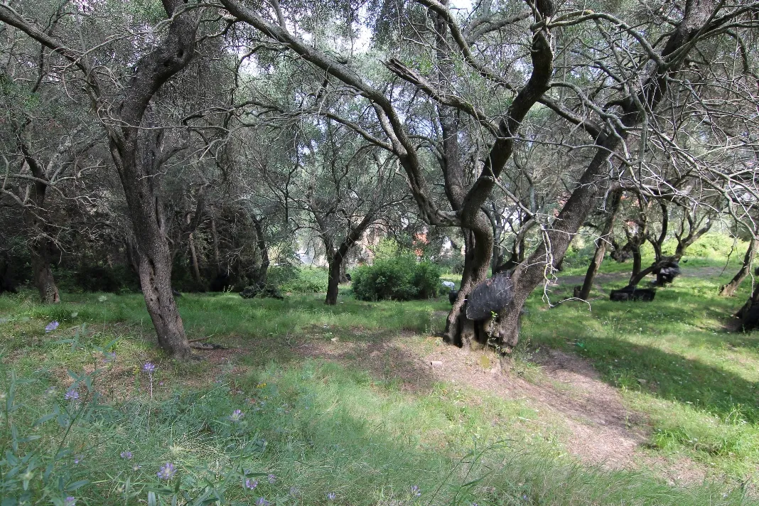 οικόπεδο προς πώληση 4200 τ.μ Κέρκυρα Νομός Κέρκυρας