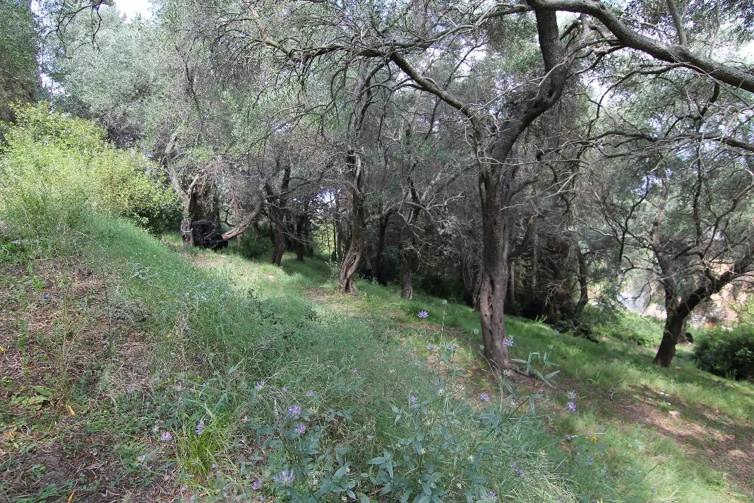 οικόπεδο προς πώληση 4200 τ.μ Κέρκυρα Νομός Κέρκυρας