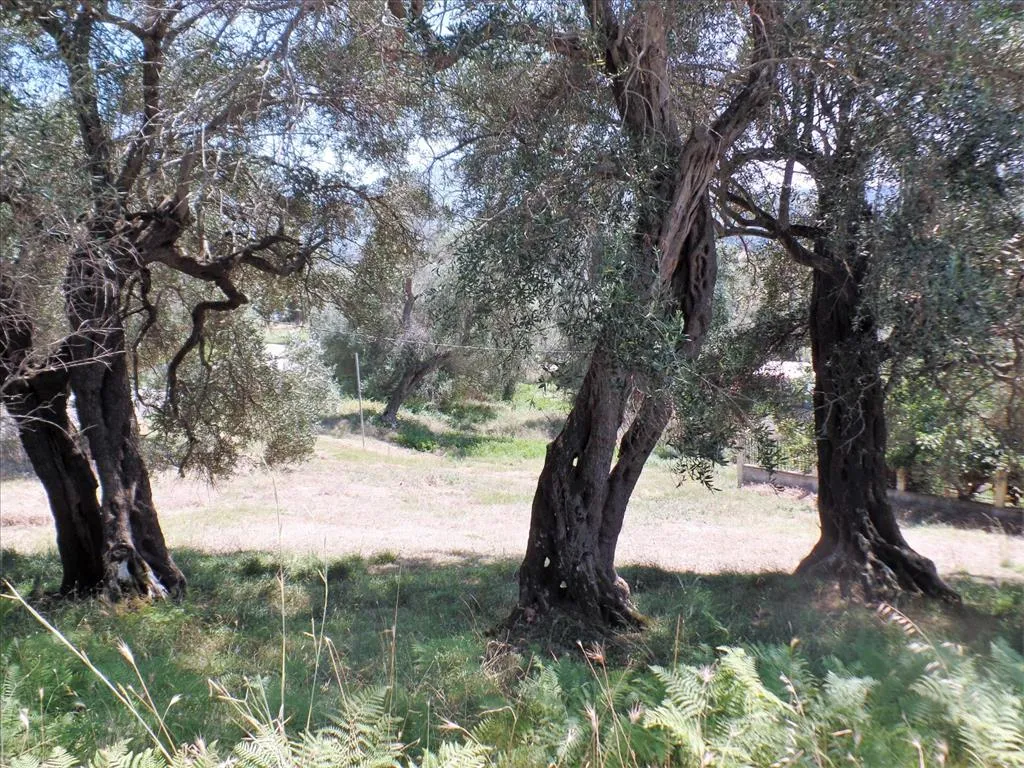 οικόπεδο προς πώληση 2288 τ.μ Κέρκυρα Νομός Κέρκυρας