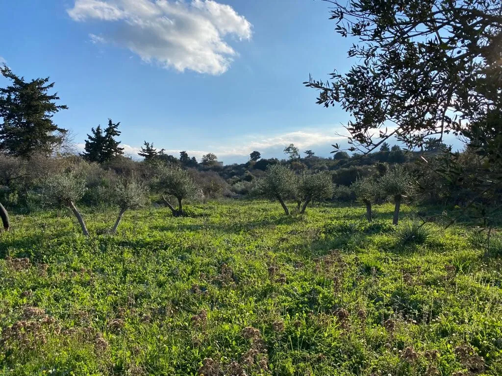 οικόπεδο προς πώληση 6500 τ.μ Βάμος Νομός Χανίων