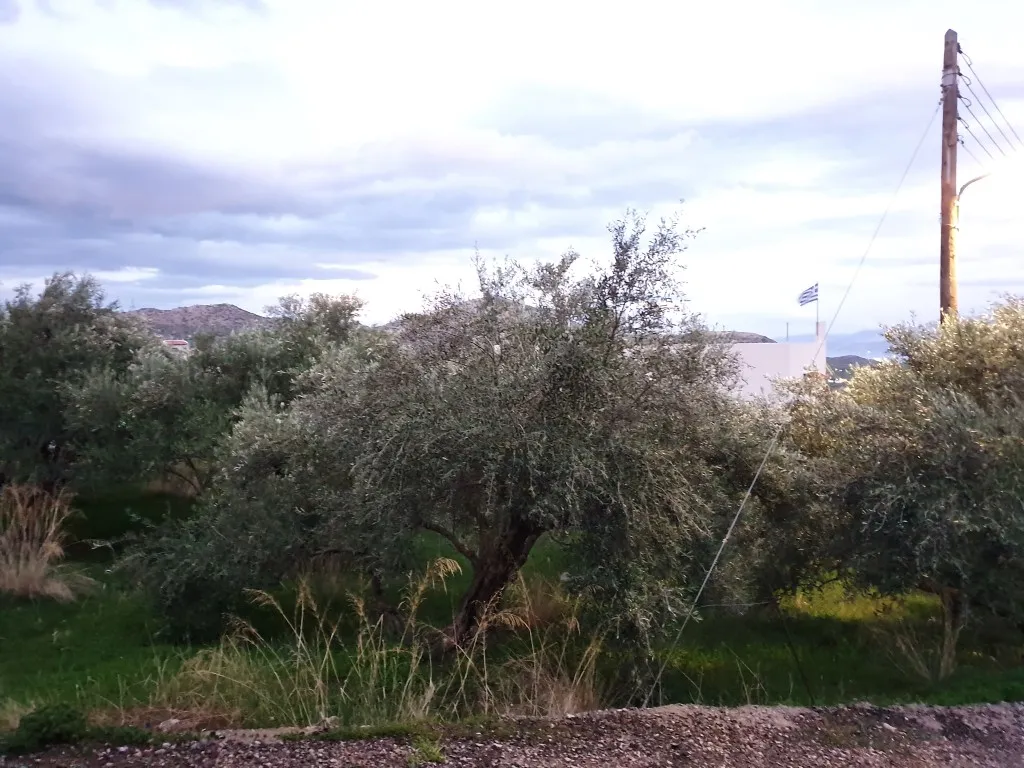 οικόπεδο προς πώληση 1070 τ.μ Άγιος Νικόλαος Νομός Λασιθίου