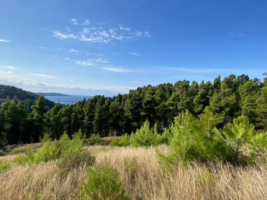 οικόπεδο προς πώληση 11453 τ.μ Κασσάνδρα Χαλκιδική